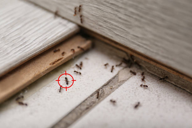 Best Pest Control Near Me  in Braddock, VA
