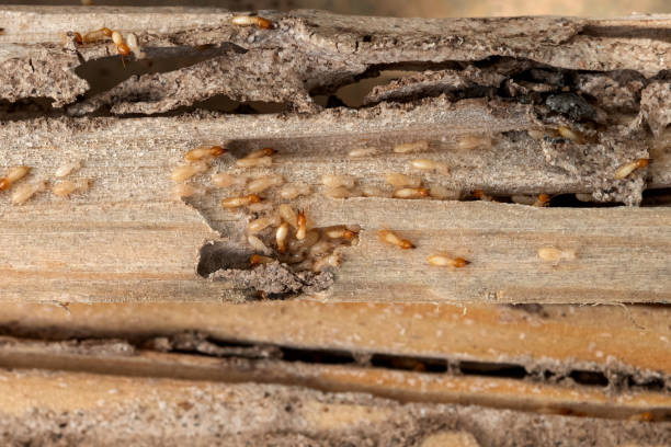 Trusted Braddock, VA Pest Control Experts